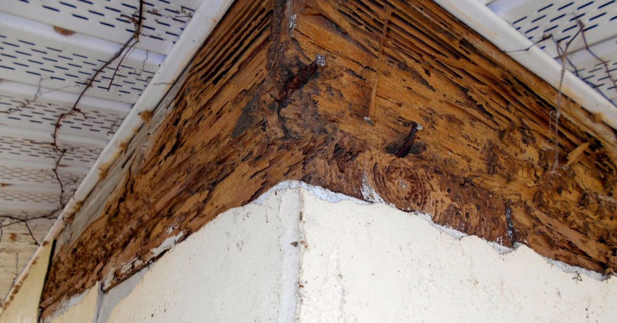 Anti-termite treatment in construction